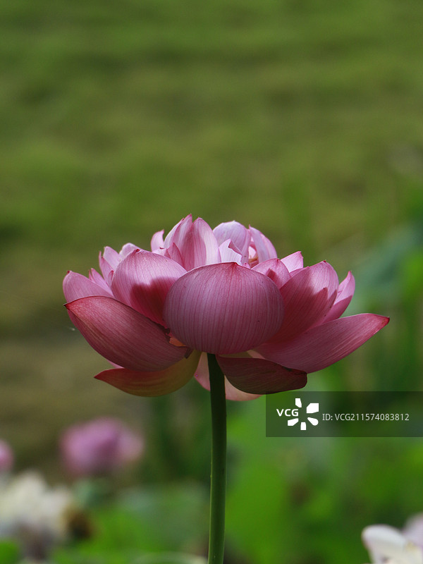 夏日荷花图片素材
