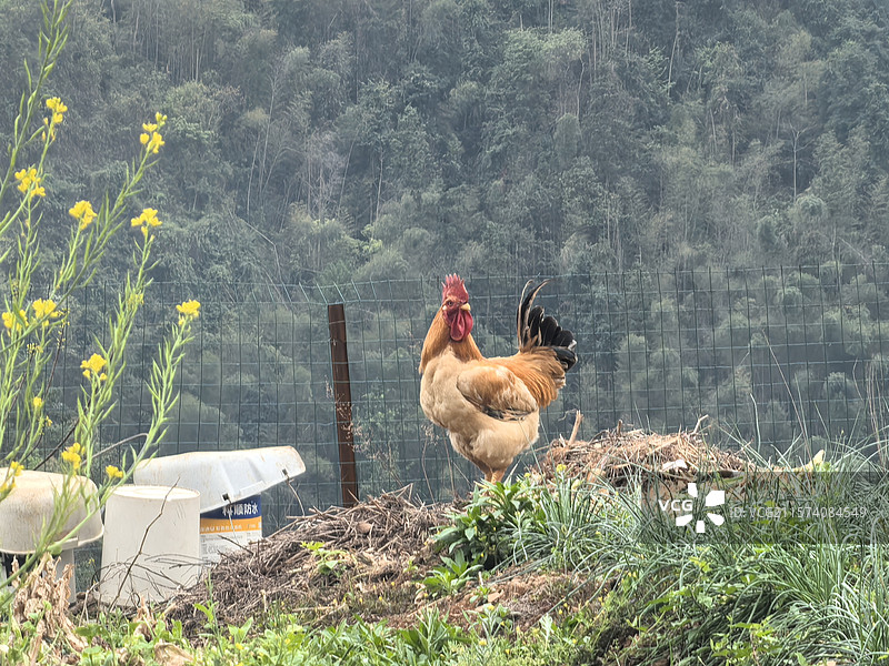 临武西瑶山上的大公鸡图片素材
