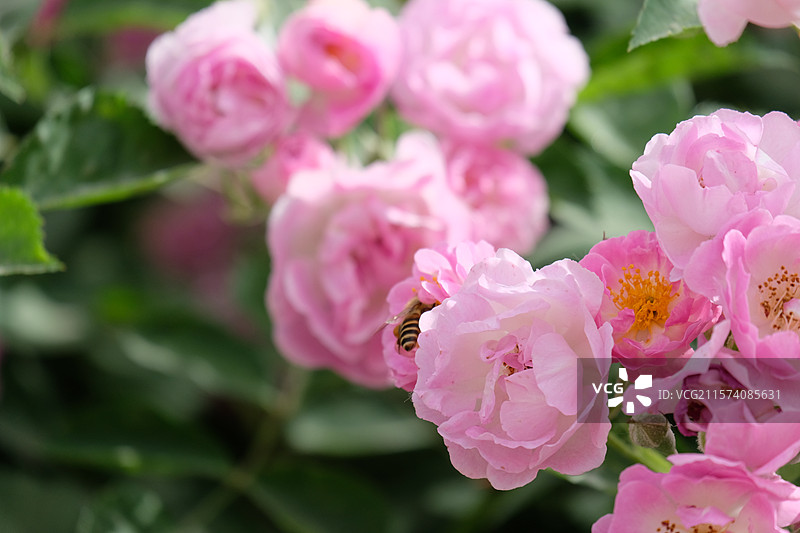 野蔷薇。蔷薇花。七姊妹。花墙。景观墙。高清城市风光背景图图片素材