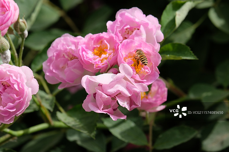 野蔷薇。蔷薇花。七姊妹。花墙。景观墙。高清城市风光背景图图片素材
