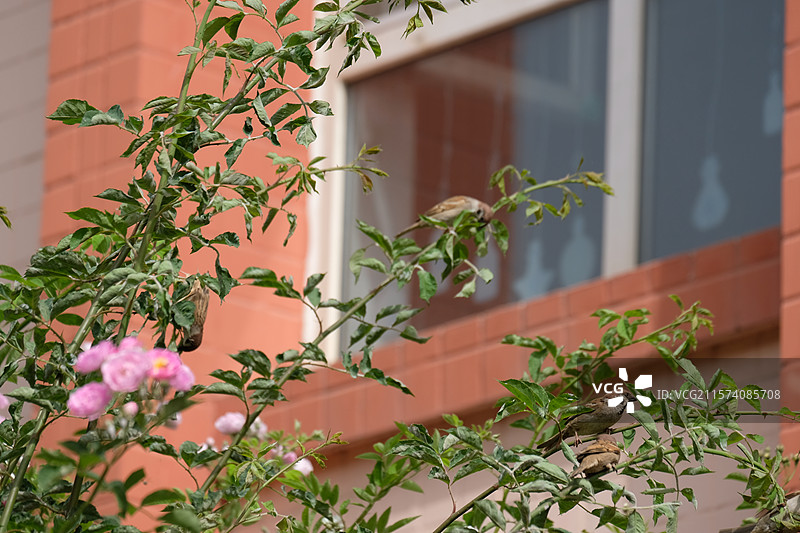 野蔷薇。蔷薇花。七姊妹。花墙。景观墙。高清城市风光背景图图片素材