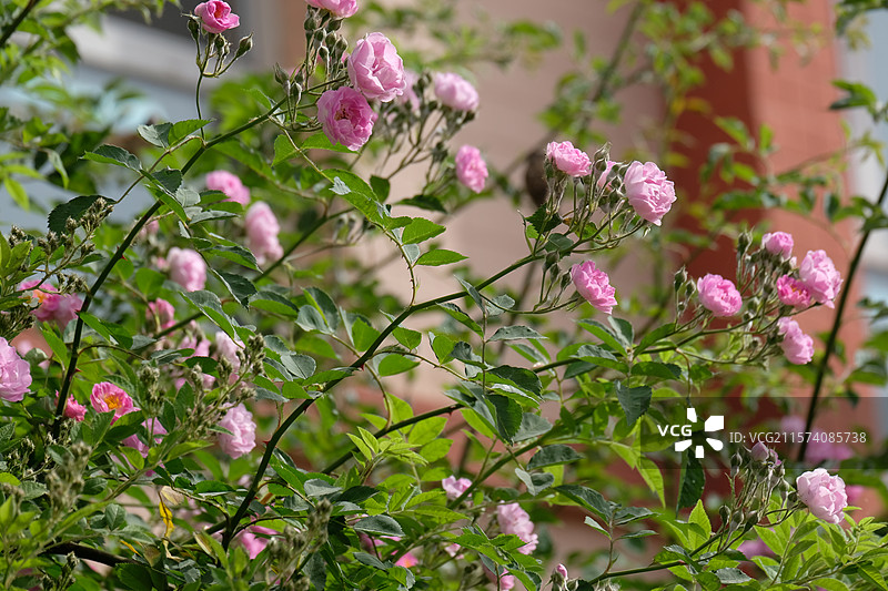 野蔷薇。蔷薇花。七姊妹。花墙。景观墙。高清城市风光背景图图片素材