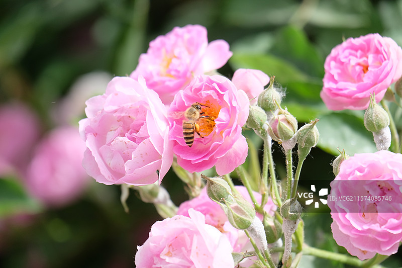 野蔷薇。蔷薇花。七姊妹。花墙。景观墙。高清城市风光背景图图片素材
