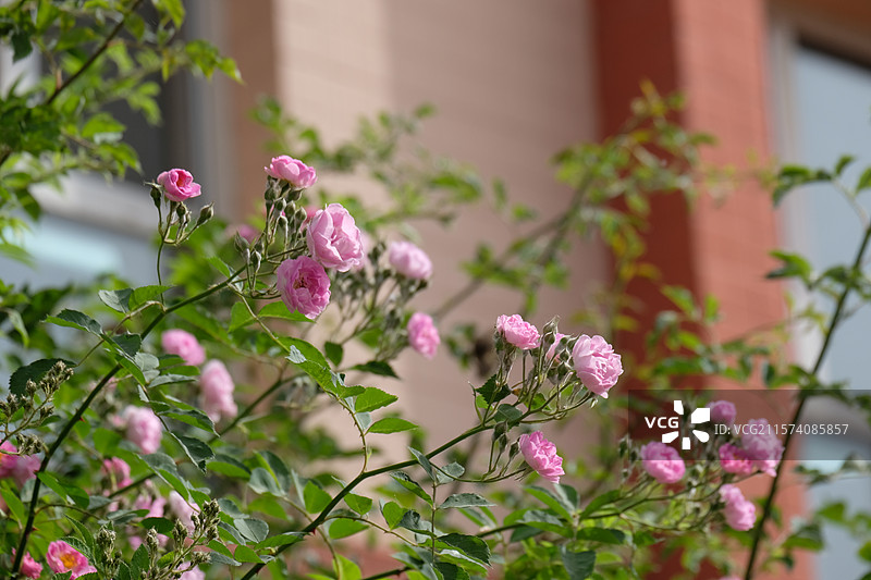 野蔷薇。蔷薇花。七姊妹。花墙。景观墙。高清城市风光背景图图片素材