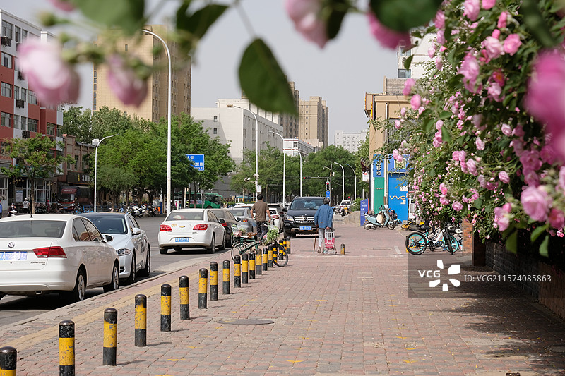 野蔷薇。蔷薇花。七姊妹。花墙。景观墙。高清城市风光背景图图片素材