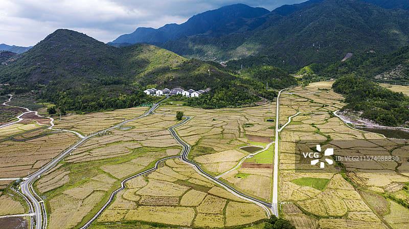 浙江仙居：金色田园美如画图片素材