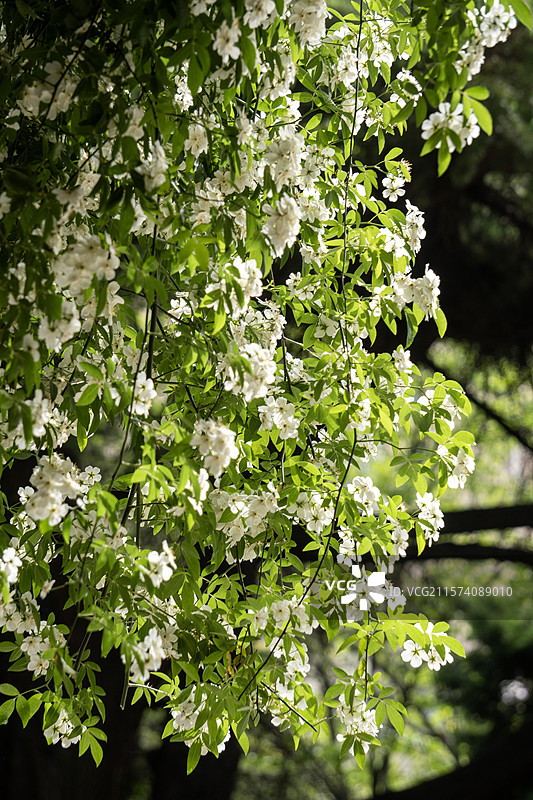 观赏植物木香花图片素材