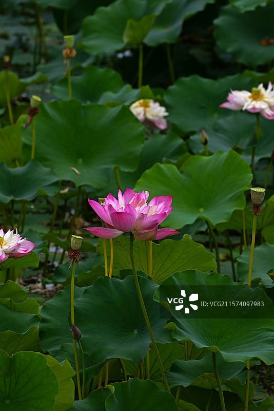 北碚静观镇素心村夏日荷花图片素材