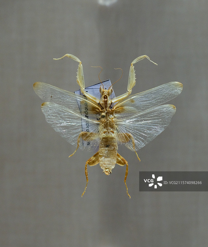 冕花螳（雄） 国家自然博物馆昆虫厅图片素材