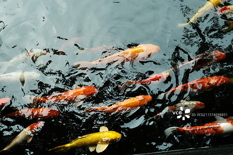 佛山清晖园池塘里的锦鲤图片素材