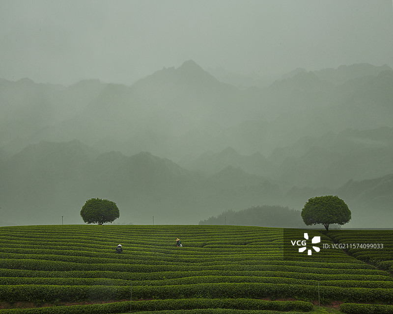 江南采茶季图片素材