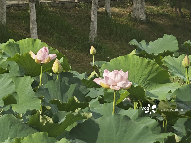 雁鸣湖荷花图片素材
