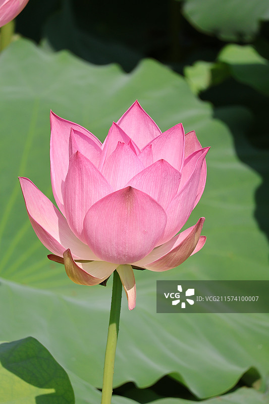 夏日荷塘里的粉色荷花图片素材