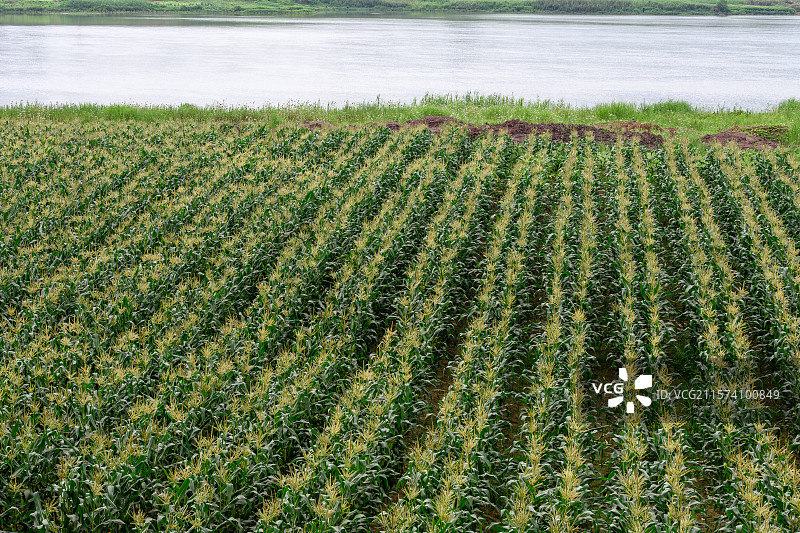 整齐排列·农作物(玉米)图片素材