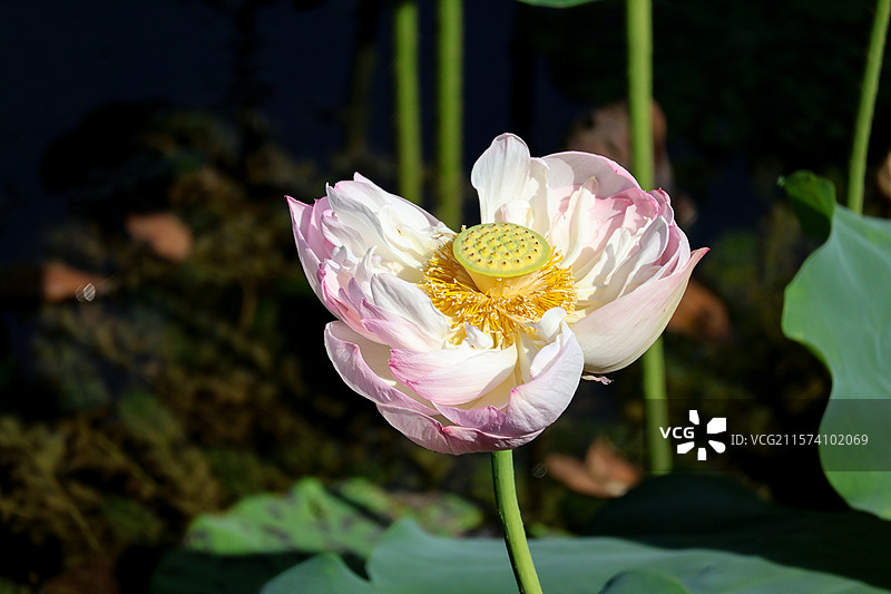 夏日荷塘里的粉色荷花图片素材