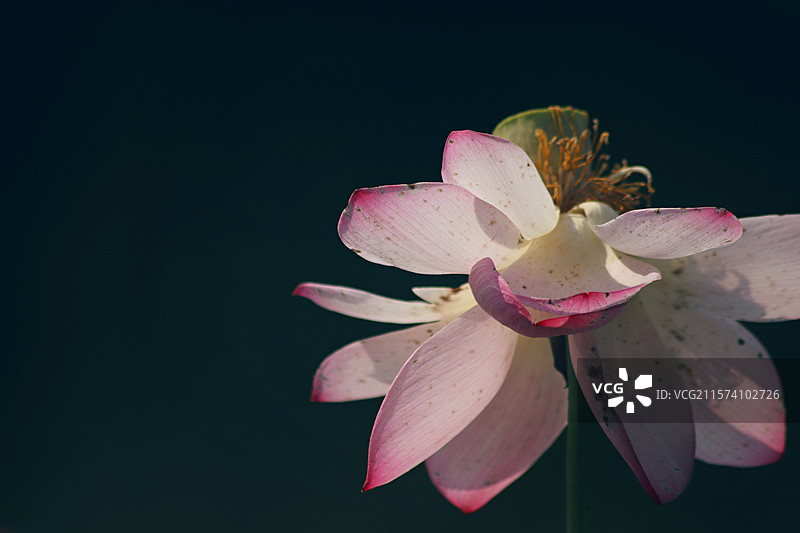 荷花图片素材