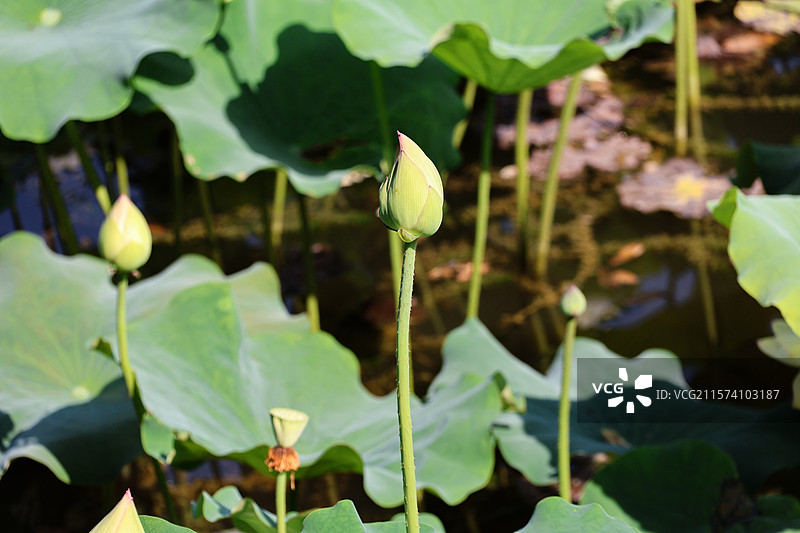 夏日荷塘含苞待放的荷花花苞图片素材