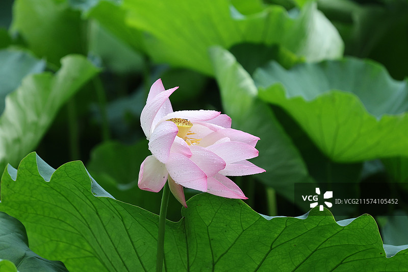 风过处，花折而不倒，犹自颤巍巍地擎着残红。图片素材