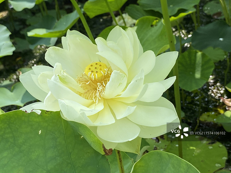 世博文化公园的荷花图片素材