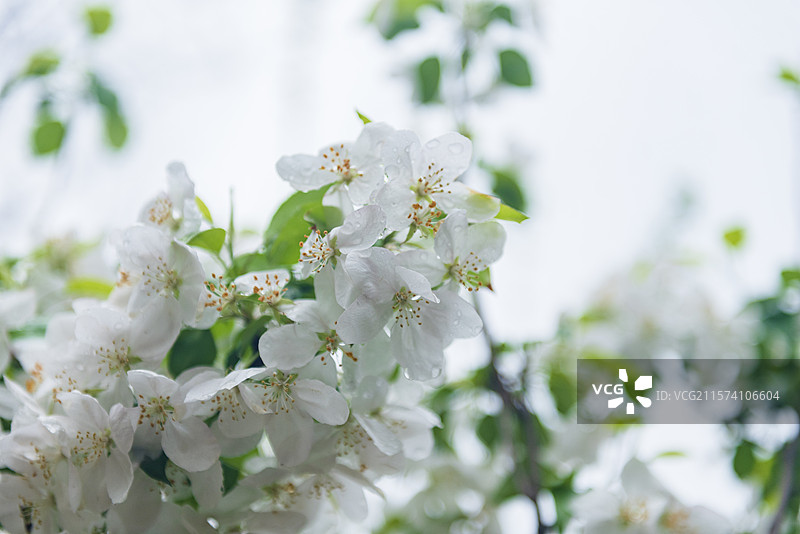 春天白色的梨花花朵 山西省太原市 晋祠公园图片素材
