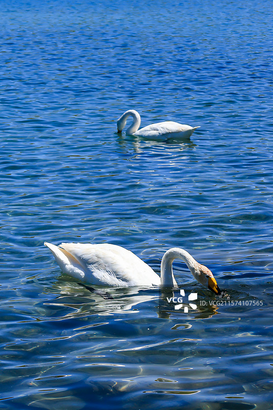新疆赛里木湖的天鹅图片素材