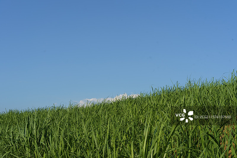 甘蔗种植地块图片素材