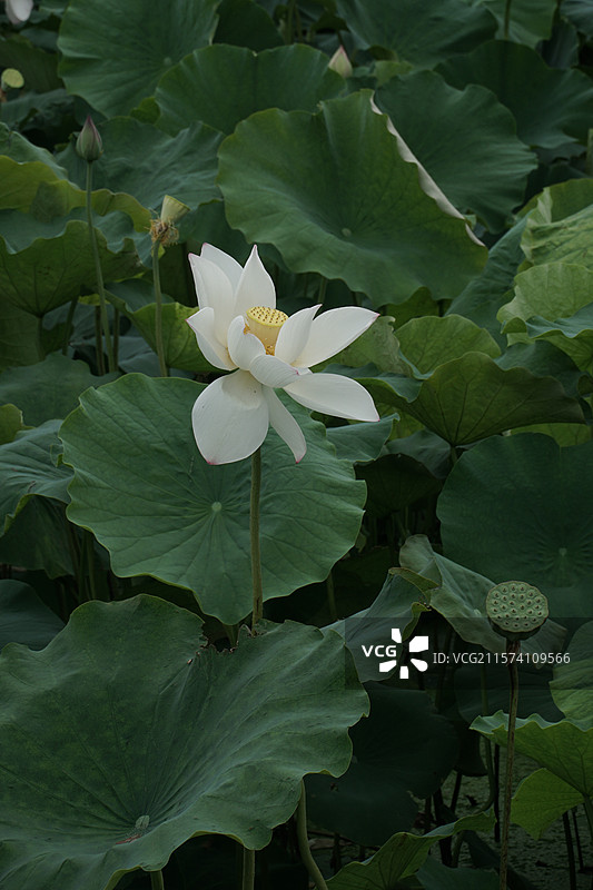 平乐寺荷花图片素材