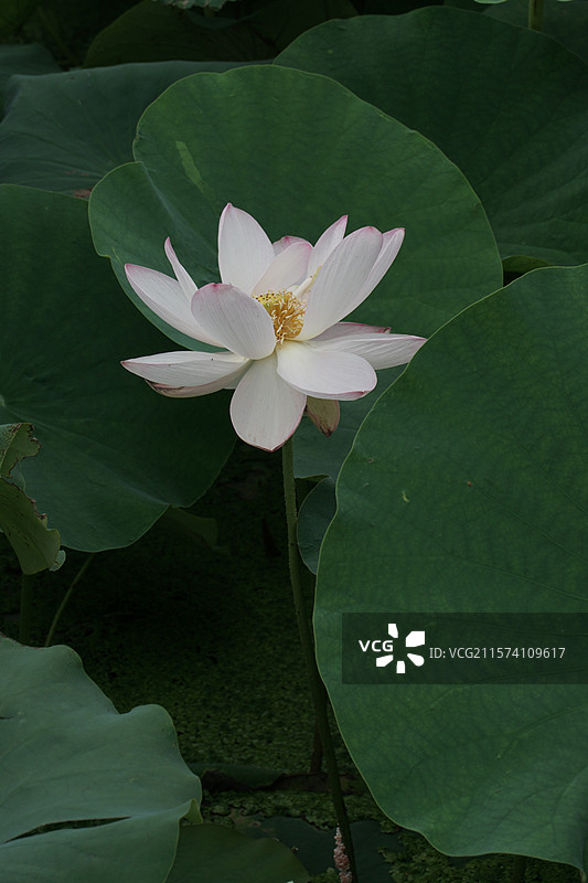 平乐寺荷花图片素材