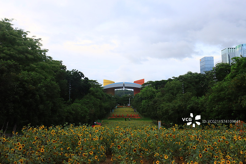 深圳福田市民中心的花朵图片素材