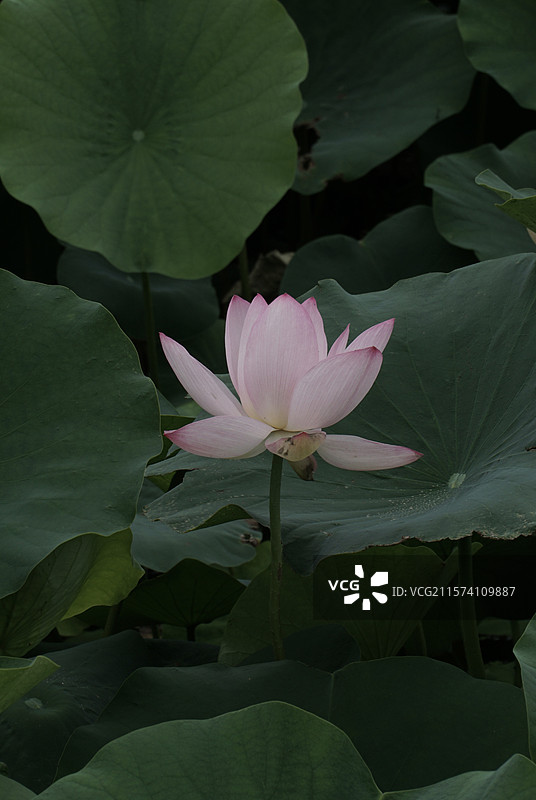 平乐寺荷花图片素材