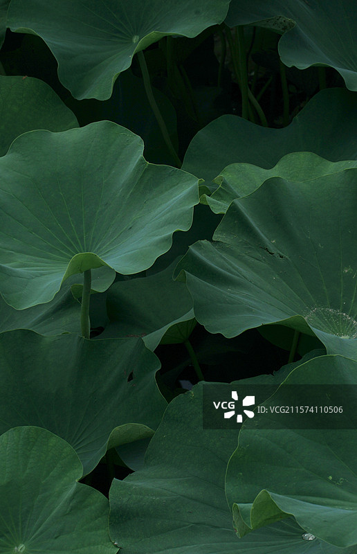 平乐寺荷花图片素材