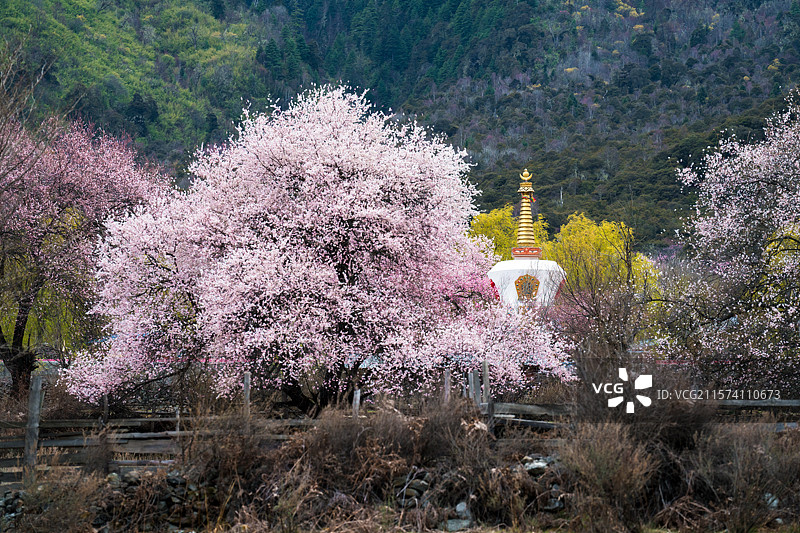 桃花白塔图片素材