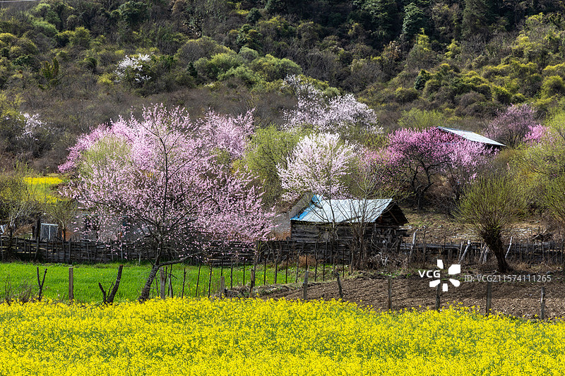 易贡乡田园风光图片素材