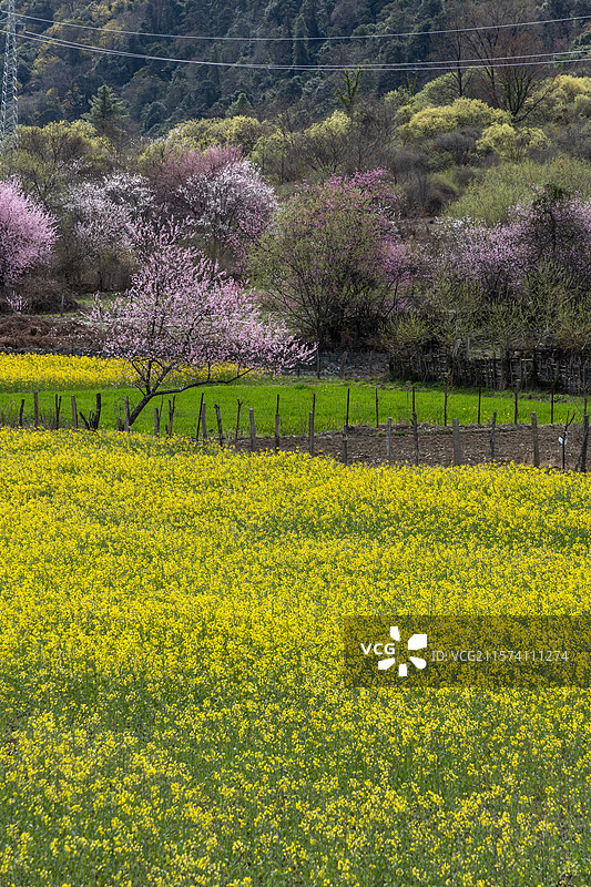 易贡乡田园风光图片素材