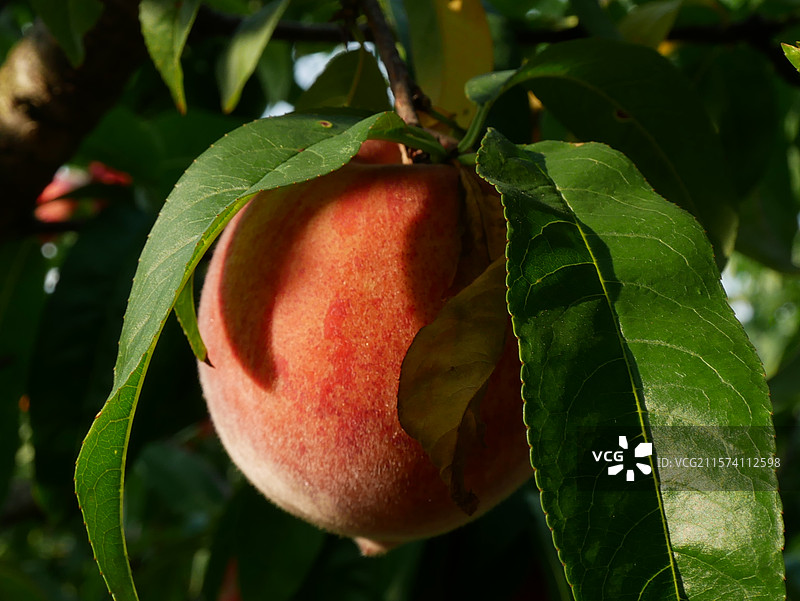 三家村水库的桃树图片素材