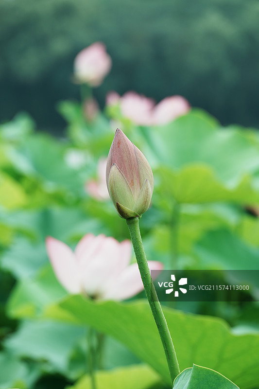 安徽合肥-翡翠湖-荷花-花苞图片素材