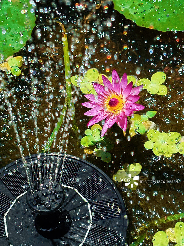 夏日里的莲花与喷泉图片素材