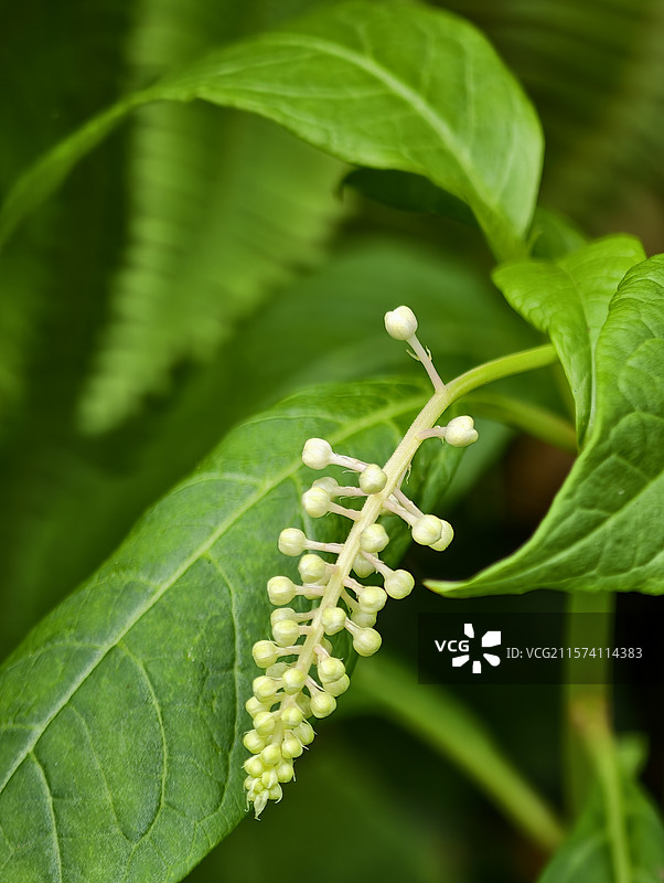 江西萍乡·湘东区·边山村·边山翡翠谷景区·商陆图片素材