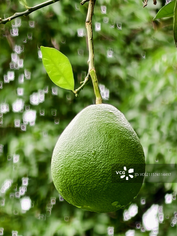 柚子树图片素材