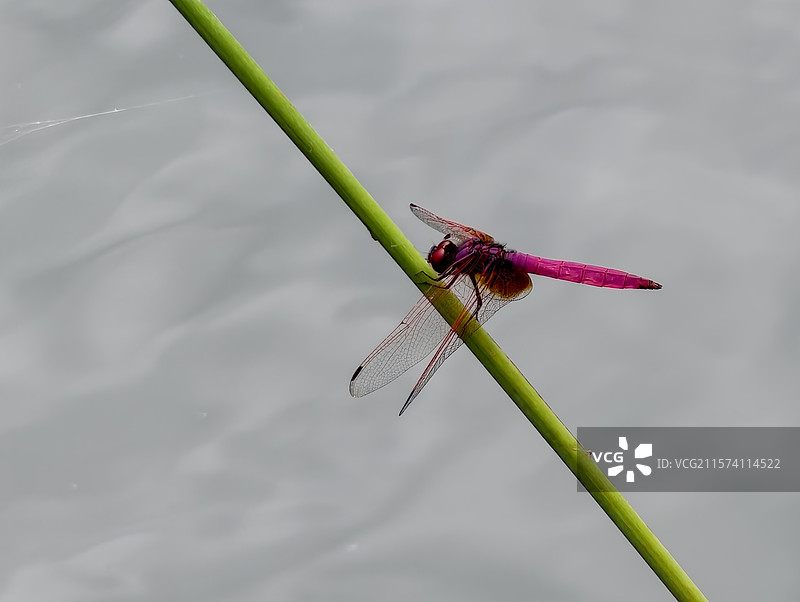 江西萍乡·湘东区·边山村·边山翡翠谷景区·红蜻蜓图片素材