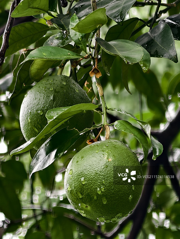 柚子树图片素材