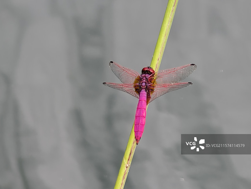 江西萍乡·湘东区·边山村·边山翡翠谷景区·红蜻蜓图片素材