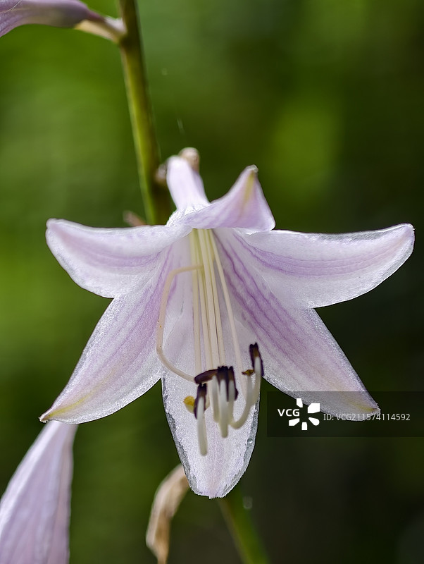 江西萍乡·湘东区·边山村·边山翡翠谷景区·玉簪花图片素材