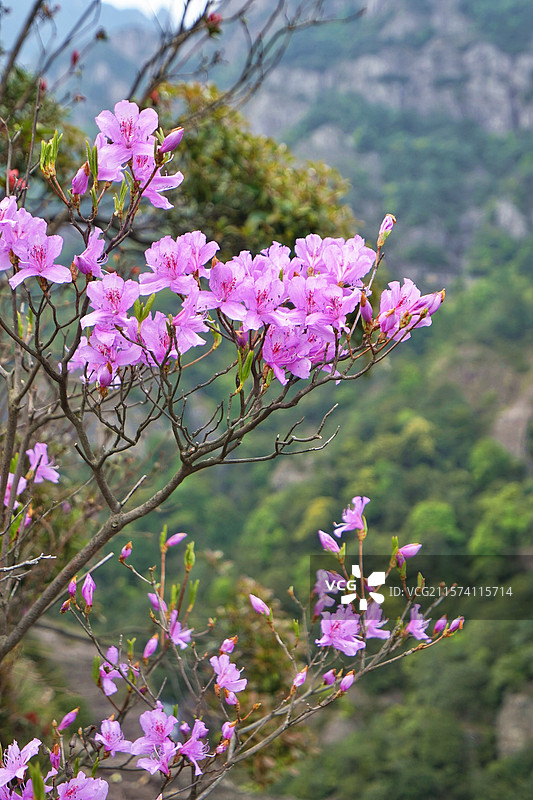 高山 杜鹃图片素材