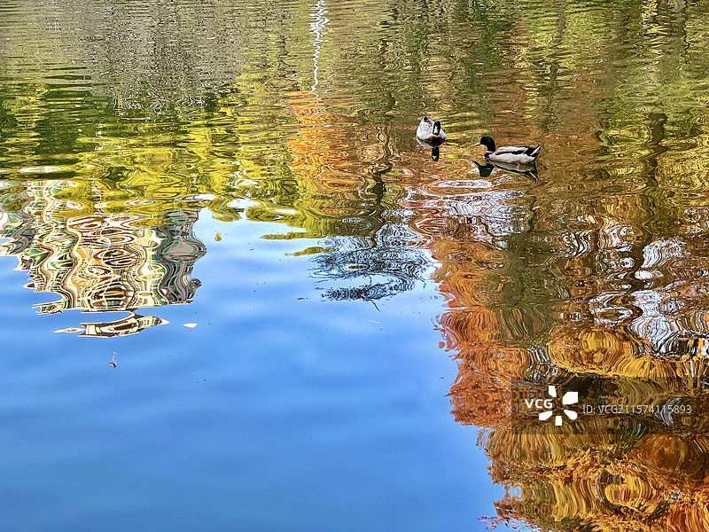 双鸭戏水  广东广州图片素材