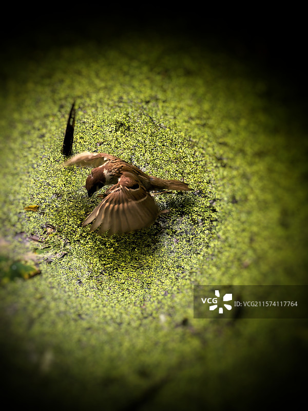 正在池塘里觅食的小鸟图片素材