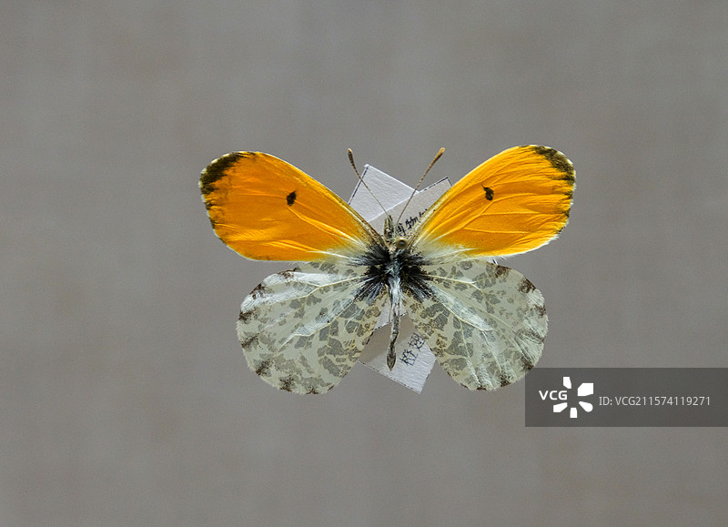 橙翅襟粉蝶 国家自然博物馆昆虫厅图片素材