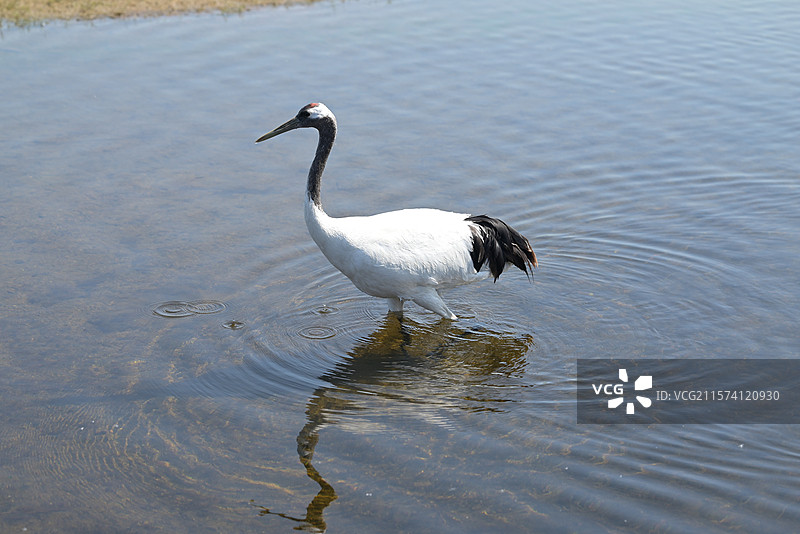觅食的丹顶鹤图片素材