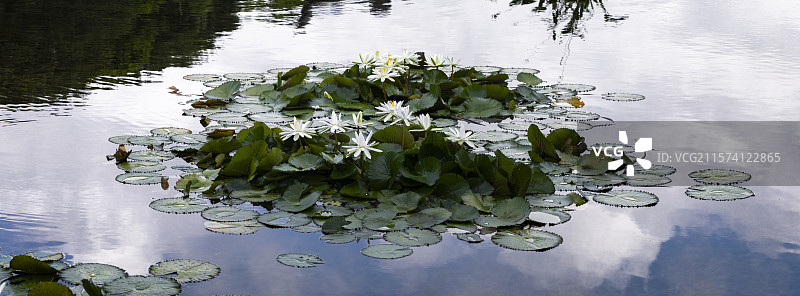 夏季公园荷塘荷叶丛中荷花特写图片素材