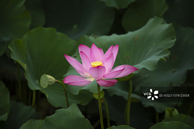夏季公园荷塘荷叶丛中荷花特写图片素材